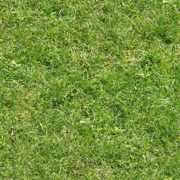 grass texture