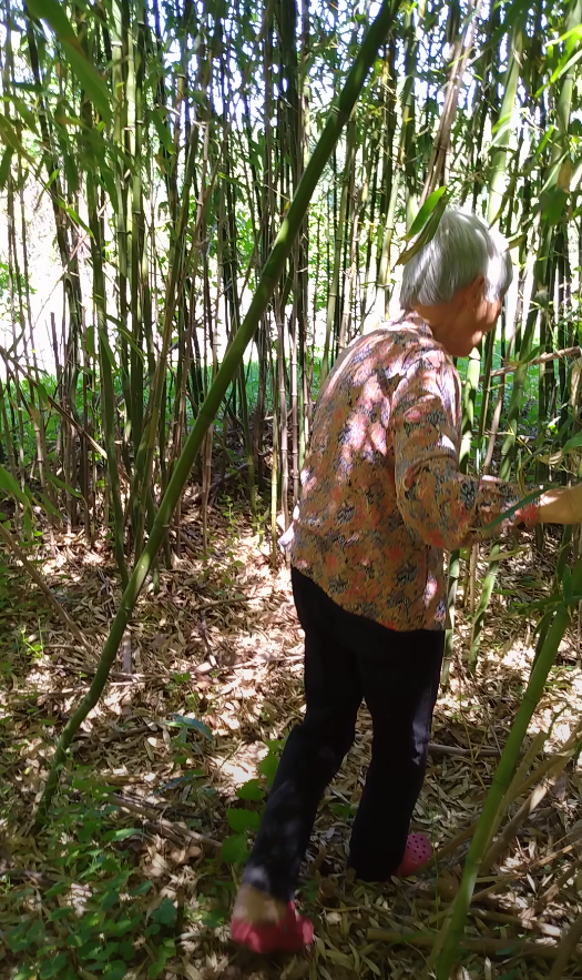 Grandma wading through bamboo