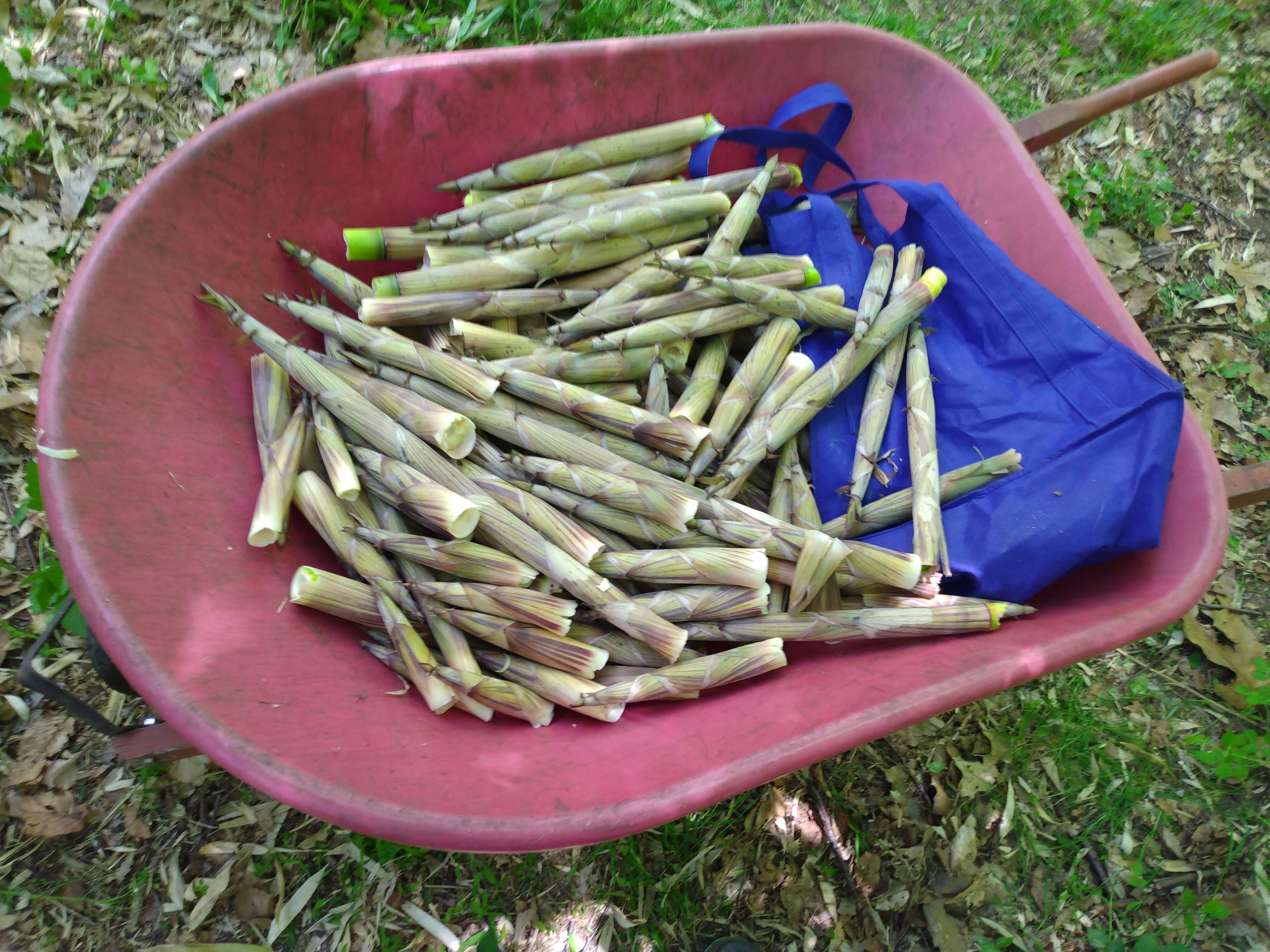 Harvested shoots